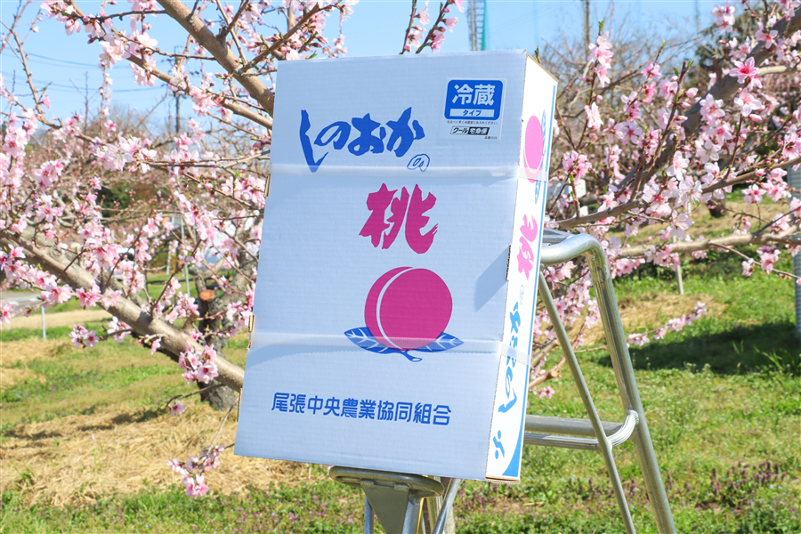 しのおかの桃 白鳳（秀品22玉入り）: あいちゴコロ|【JAタウン】産地
