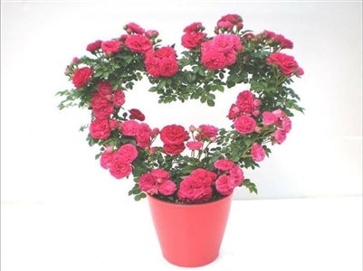 産地直送 通販 お取り寄せ母の日 ミニバラ キングローズ ハートのアーチ型 あいちゴコロ ｊａタウン