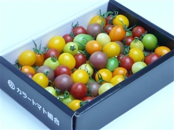 産地直送 通販 お取り寄せ☆全農EC様専用☆ 色鮮やか カラートマト｢彩玉｣ 約1kg: あいちゴコロＪＡタウン