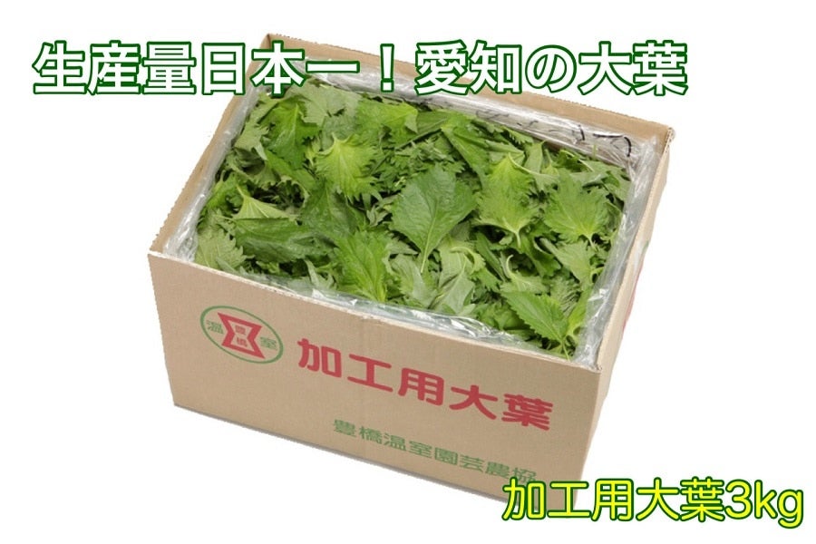 クール便】愛知県産 大葉（加工用） 3kg(バラ詰め): あいちゴコロ|【ＪＡタウン】産地直送 通販 お取り寄せ