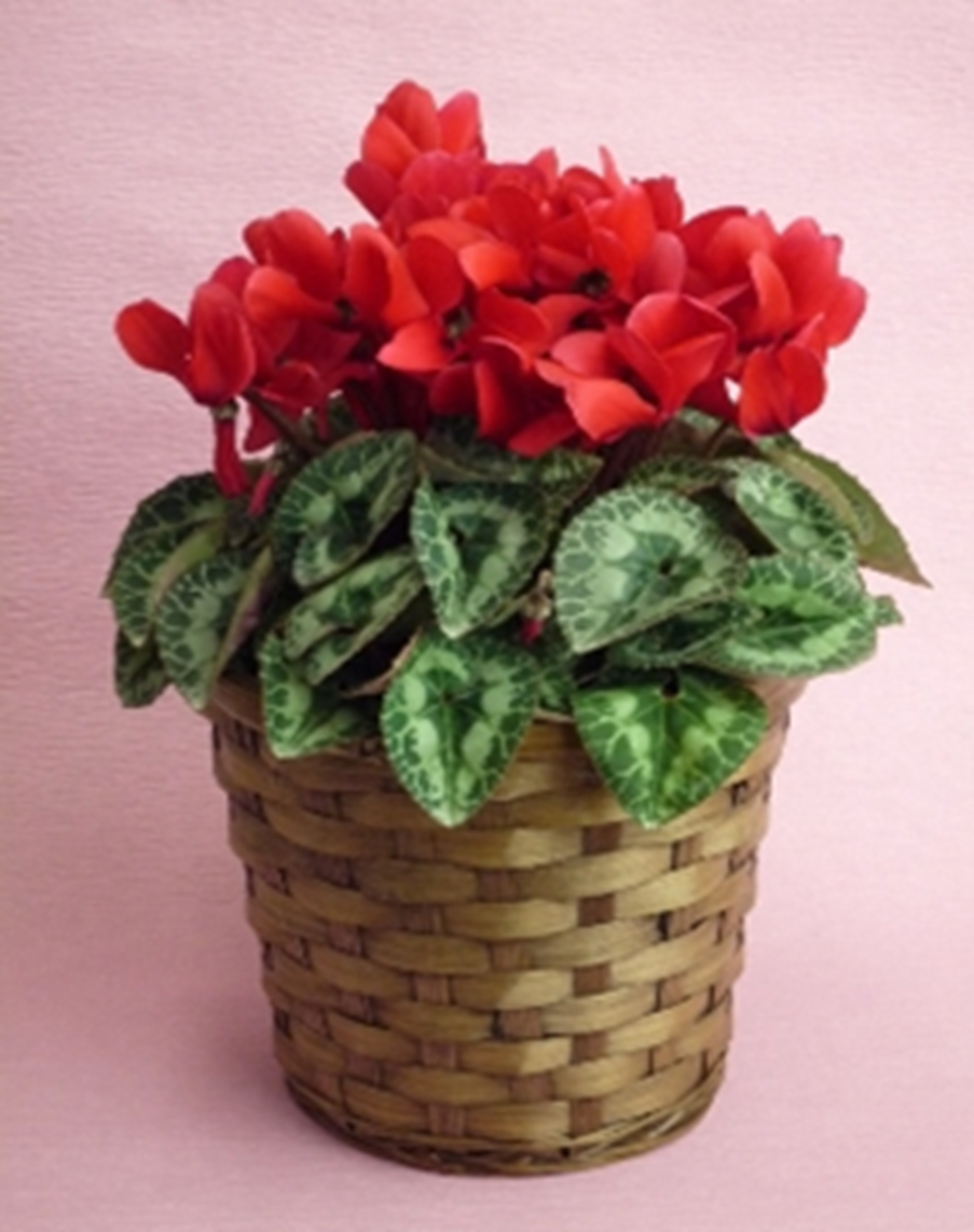 産地直送 通販 お取り寄せお歳暮 カゴ付きシクラメン赤系 １２ １ 順次発送 あいちゴコロ ｊａタウン