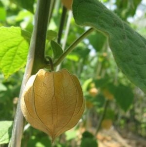 産地直送 通販 お取り寄せ魅惑の味 たべる ほおずき ストロベリートマト あいちゴコロ ｊａタウン