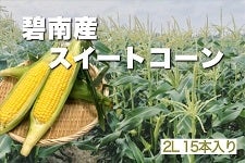 7/10発送　愛知産とうもろこし、スイートコーン　24本セットm