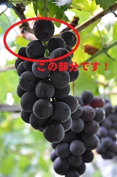 規格外だけど味は秀品以上の自信あり！！☆種なし巨峰☆4パック