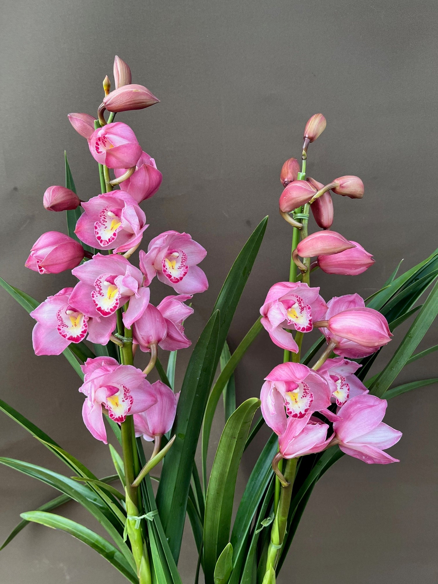 yΕzVrW[@X^_[h2{sN@(12/4`)