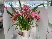 yΕzVrW[@A[`R{sN(12/S`o)