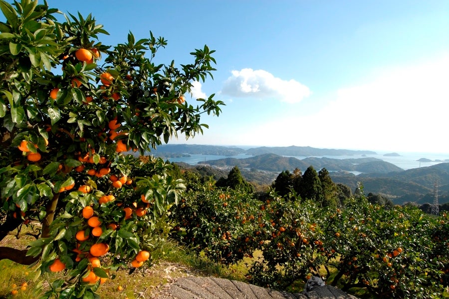 志摩半島・五ヶ所湾を望みながら育てられているマルゴみかん