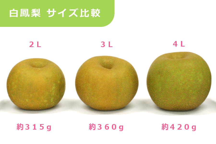 産地直送 通販 お取り寄せ白鳳梨 (豊水梨) 約5kg 3L JAいがふるさと: 三重の味自慢|ＪＡタウン