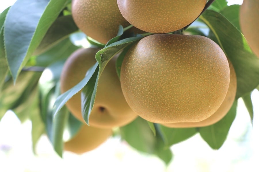 産地直送 通販 お取り寄せひさい梨 幸水梨 約5kg M Ja三重中央 三重の味自慢 ｊａタウン