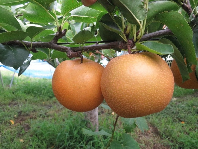 産地直送 通販 お取り寄せひさい梨 豊水梨 約3kg M Ja三重中央 三重の味自慢 ｊａタウン