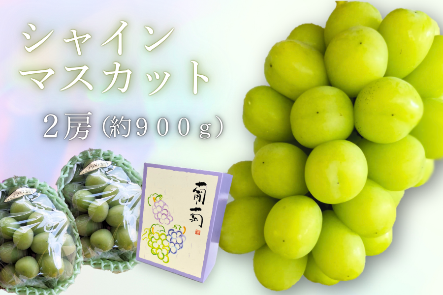 ぶどう シャインマスカット 2房詰 約900g JAいがふるさと ※配送日指定