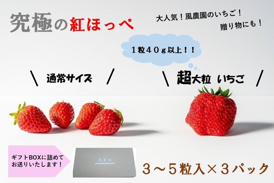 【超大粒 ３～５粒入×３パック】三重県産いちご 風農園 紅ほっぺ　1粒 40ｇ以上！！　※配送日・粒数の指定不可（粒数が変更となる場合がございます。）