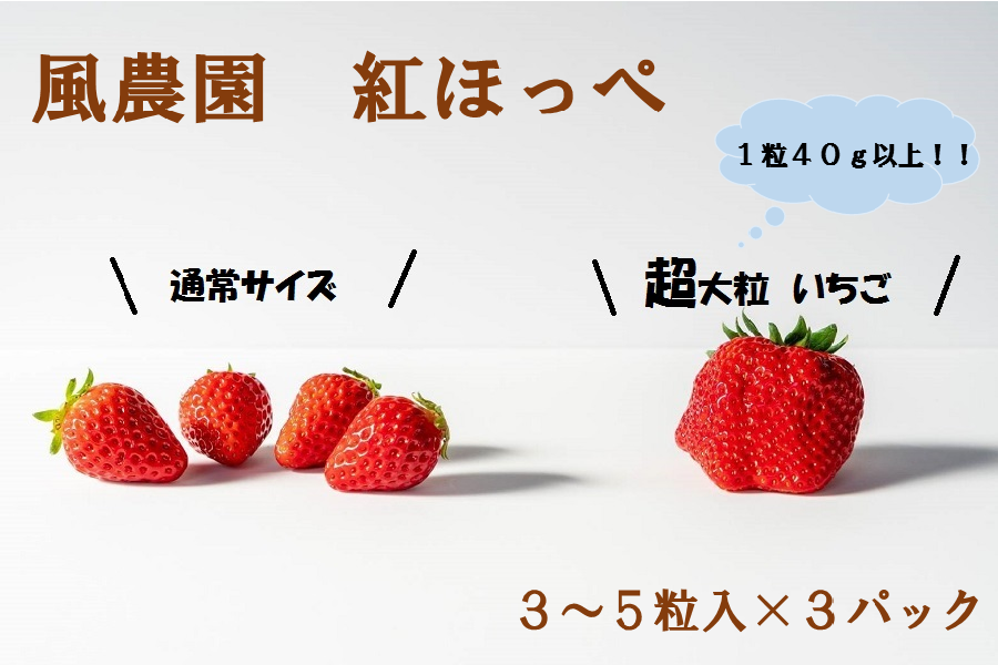 産地直送 通販 お取り寄せ究極の超大粒紅ほっぺ Ichigology 三重の味自慢 jaタウン 産地直送 通販 お取り寄せ究極の超大粒紅ほっぺ Ichigology 三重の味自慢 jaタウン