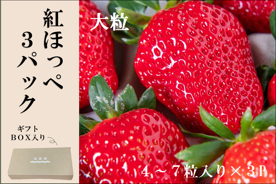 風農園　通販　大粒　５～７粒入×３パック】三重県産いちご　三重の味自慢|【ＪＡタウン】産地直送　紅ほっぺ　※配送日・粒数の指定不可（粒数が変更となる場合がございます。）:　お取り寄せ