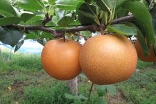 Ђ(L) 3kg L JA݂Ȃ@zws