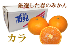 しろたミカン 味ロマン」長崎 みかん | JA長崎せいひ公式オンラインショップ｜長崎県