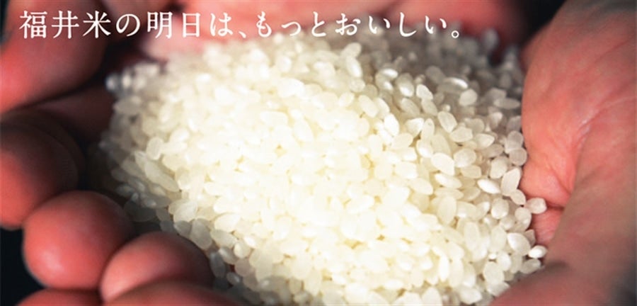 【新米】福井県産コシヒカリ精米 10kg 令和5年産: 越前わかさ味浪漫|【JAタウン】産地直送 通販 お取り寄せ