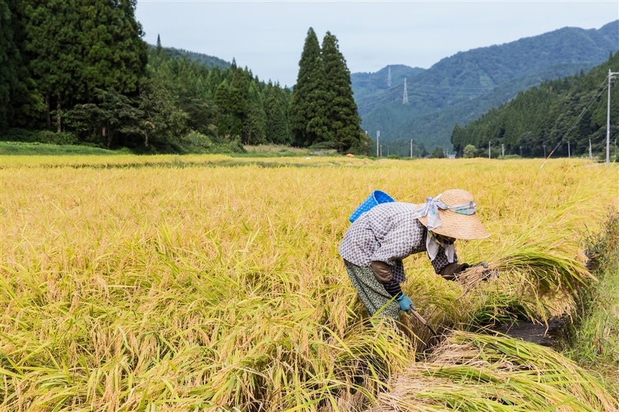 通販　越前わかさ味浪漫|【ＪＡタウン】産地直送　令和４年産:　福井県産ハナエチゼン精米10kg　お取り寄せ