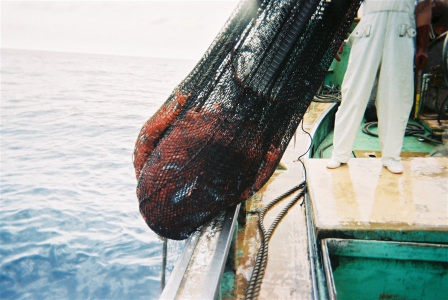 産地直送 通販 お取り寄せお歳暮 船内凍結甘えび 子持ち 約500ｇ 福井県産: 越前わかさ味浪漫|ＪＡタウン