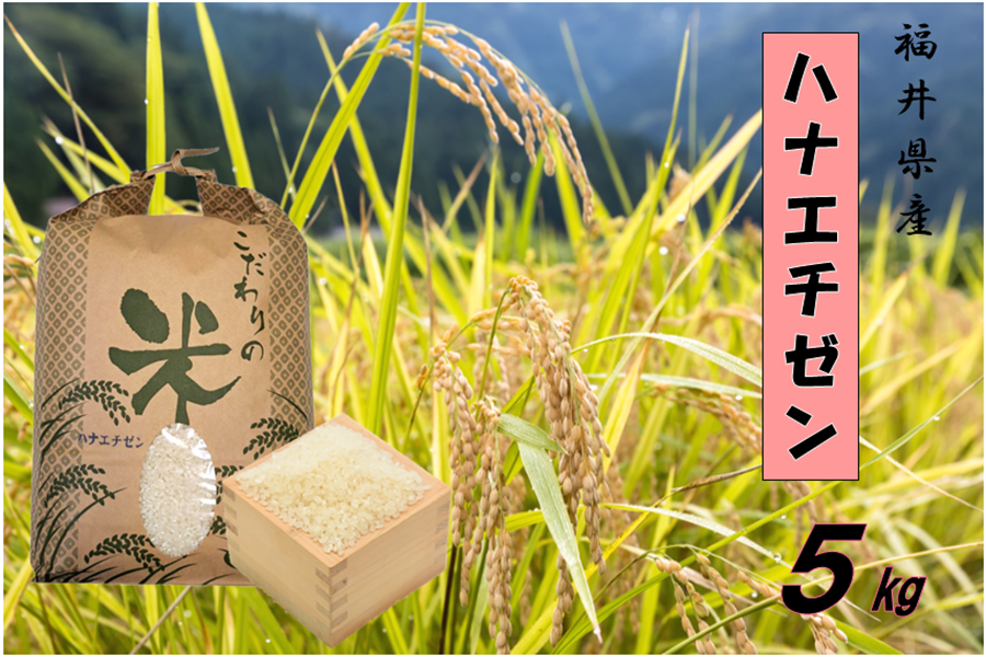 令和5年産:　新米】福井県産ハナエチゼン精米　５kg　お取り寄せ　越前わかさ味浪漫|【ＪＡタウン】産地直送　通販