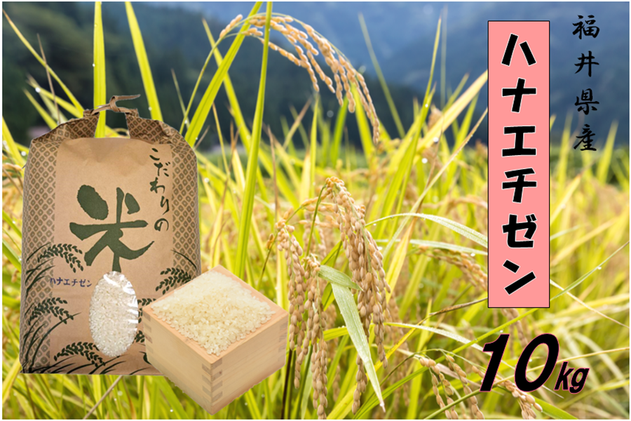 通販　越前わかさ味浪漫|【ＪＡタウン】産地直送　令和４年産:　福井県産ハナエチゼン精米10kg　お取り寄せ