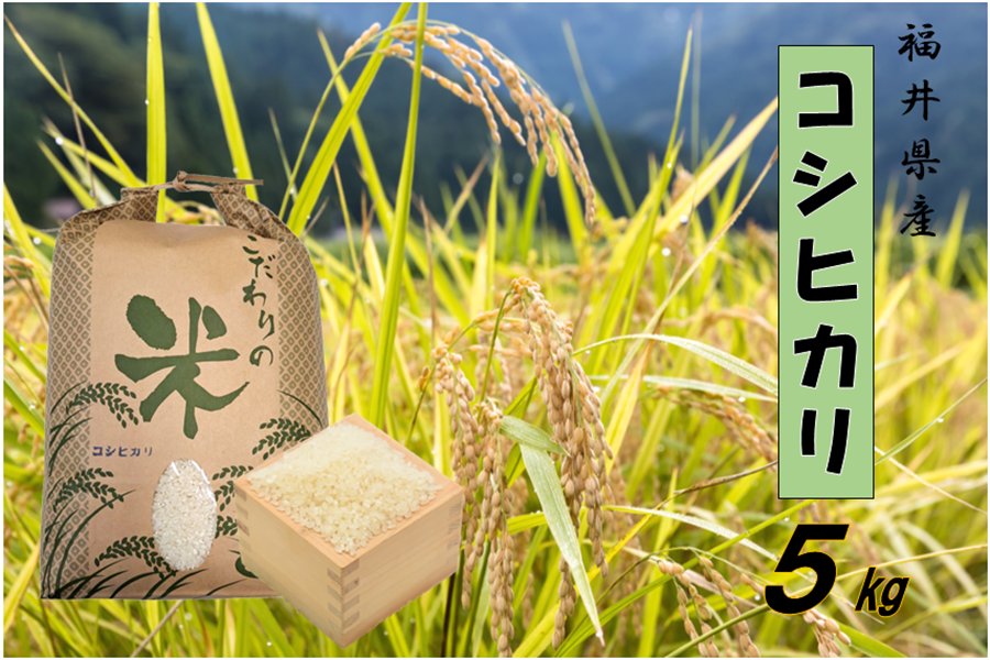 通販　越前わかさ味浪漫|【ＪＡタウン】産地直送　令和5年産:　５kg　新米】福井県産コシヒカリ精米　お取り寄せ