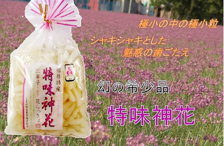 産地直送 通販 お取り寄せ Jaタウン誕生祭 三年子花らっきょ 特味神花 ２０0ｇ ５袋 越前わかさ味浪漫 ｊａタウン
