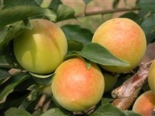 y䌧Yzv(ӂ䂤j n~ 2L10kg  6/19`