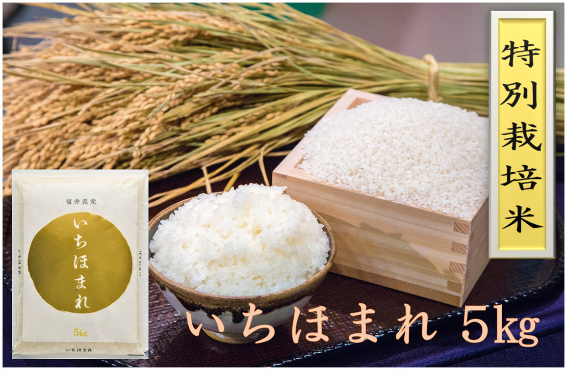 5Kg:　【新米】特別栽培米いちほまれ　令和5年産　お取り寄せ　越前わかさ味浪漫|【ＪＡタウン】産地直送　通販