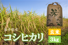 【玄米】コシヒカリ3Kg＿福井県産＜令和5年産＞