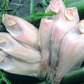 yΕzꎬԂꂢizOꂢj6`8