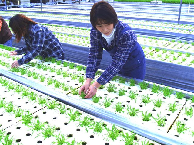 イーファームの滋賀県産ミニセロリ(約150g×20袋入り)