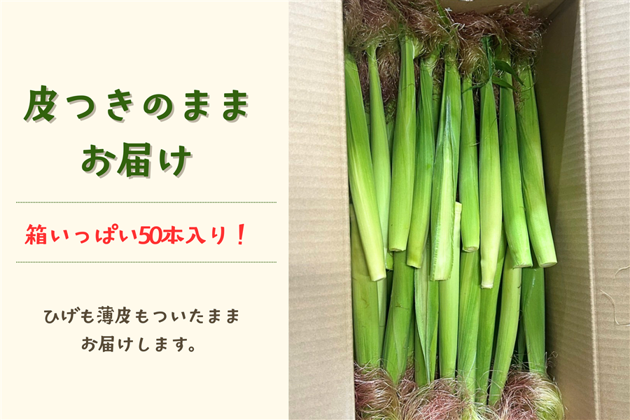 期間限定】滋賀県産 皮つきヤングコーン 約5kg（約50本）: 近江の味彩