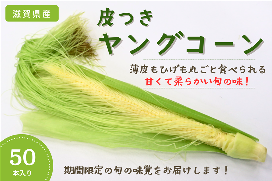 期間限定】滋賀県産 皮つきヤングコーン 約5kg（約50本）: 近江の味彩