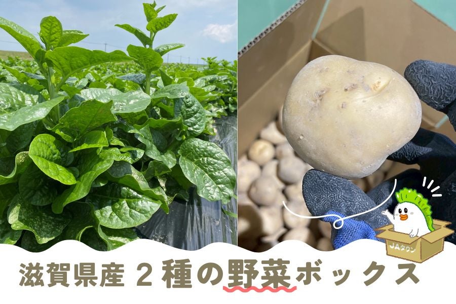 yԌzꌧY  BOX ނ炳Ⴊ