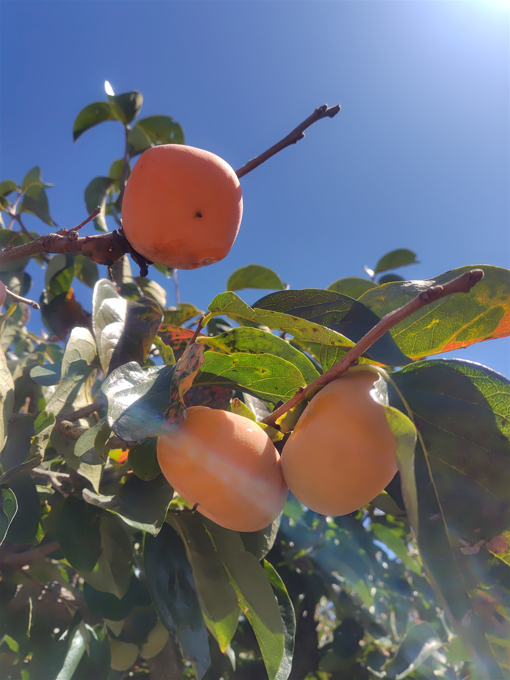 JA[Nɐ@Ђ炽˂Ȃ`@Yn