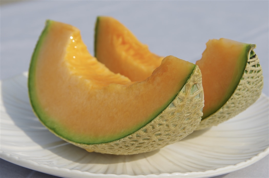 5101-melon01_20260702143924030