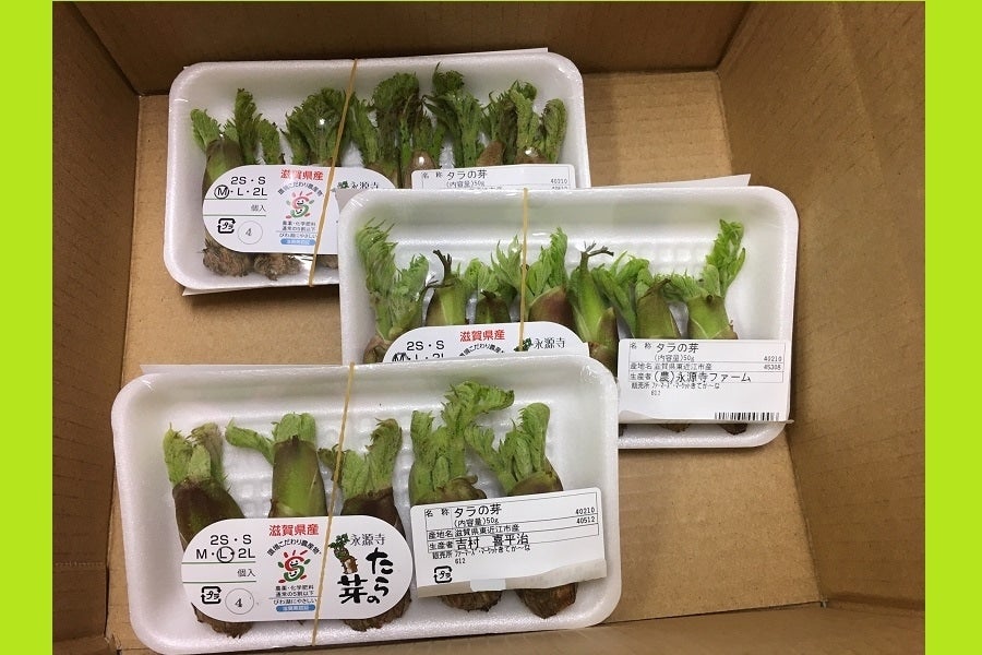 たらの芽 kantoraさん専用 売場チョイス 永源寺たらの芽（小）: 滋賀・近江・琵琶湖へ“きてか～な