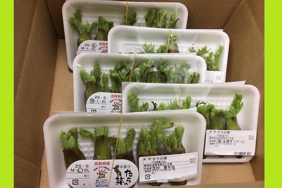 売場チョイス 永源寺たらの芽（中）: 滋賀・近江・琵琶湖へ“きてか～な