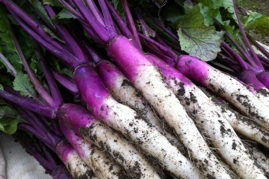 原料の伝統野菜「日野菜かぶ」