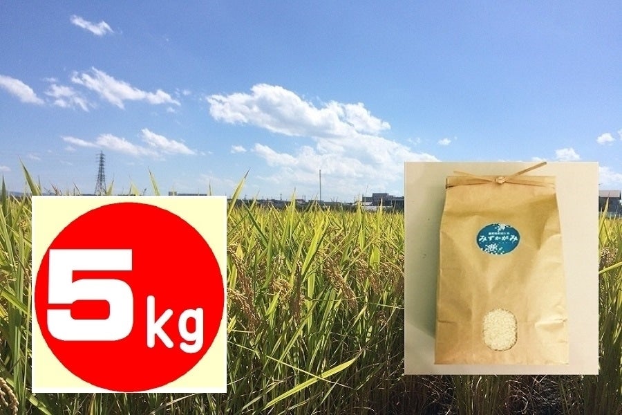 産地直送 通販 お取り寄せ新米 みずかがみ 5kg 滋賀県認証環境こだわり米: 滋賀・近江・琵琶湖へ“きてか~な”JAタウン 産地直送 通販 お取り寄せ新米 みずかがみ 5kg 滋賀県認証環境こだわり米: 滋賀・近江・琵琶湖へ“きてか~な”JAタウン