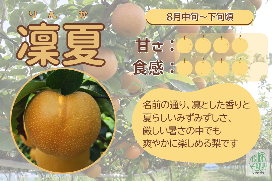 淡海なし【凜夏】 約3キロ（5～9玉）: 滋賀・近江・琵琶湖へ“きてか