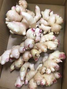 売場チョイス ショウガ1.5キロ: 滋賀・近江・琵琶湖へ“きてか