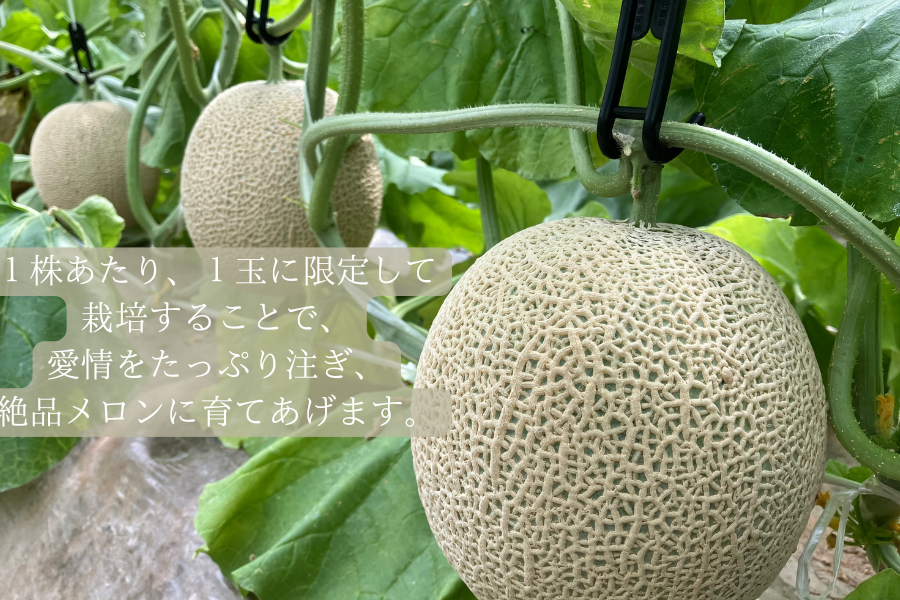 京丹後産 京たんごメロン（琴引メロン）（琴 3Lサイズ 1玉）: JA全農