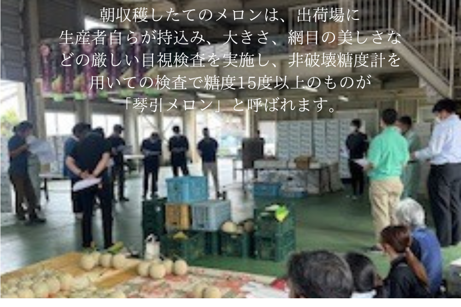 お中元】京丹後産 京たんごメロン（琴引メロン）（琴 3Lサイズ 2玉