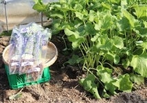 �����Ⴒ�ڂ��@�i450���`500���j×20��