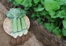 �����Ⴒ�ڂ��@�i450���`500���j×3��