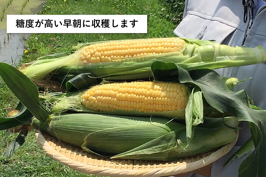 予約】JA兵庫南 スイートモーニング（2L・約2㎏） 【6月下旬から順次