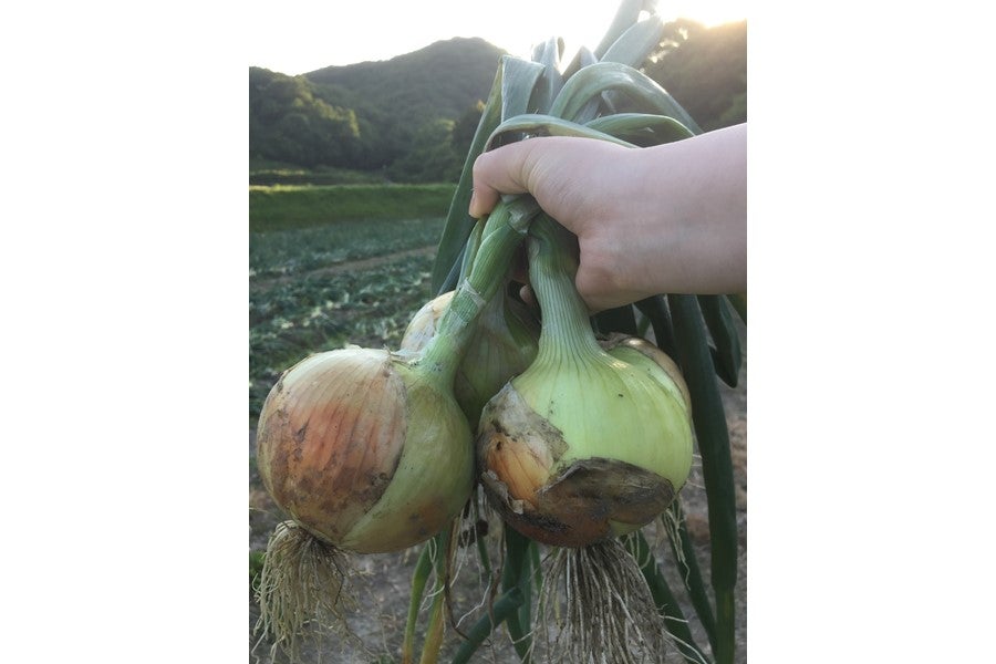 【数量限定】生子(せいご)さん家の淡路島産たまねぎ (約10kg)