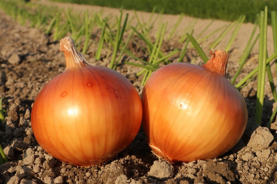 JAあわじ島 ほんまもん淡路島たまねぎ （晩生種 もみじ3号・もみじの